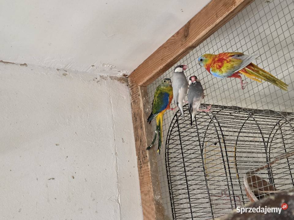 Papugi Haczów sprzedam