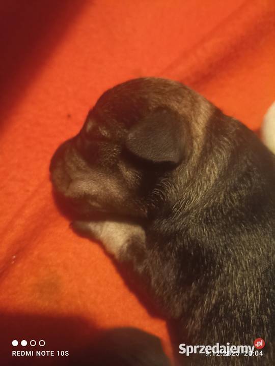 Sznaucerki szukają nowego domu wielkopolskie Poznań