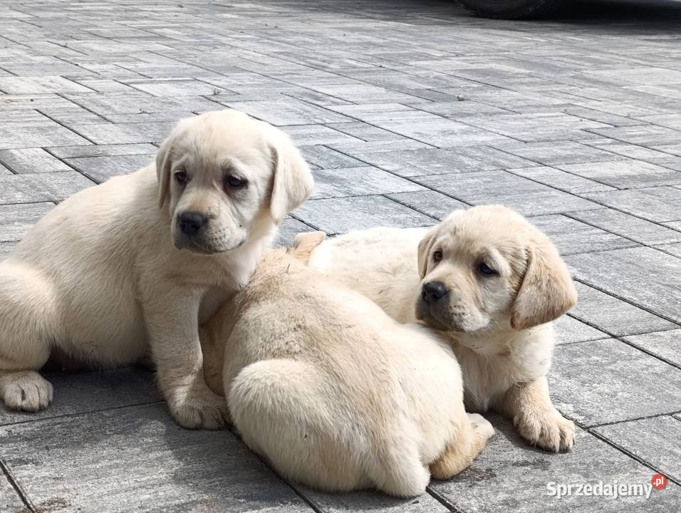 Labrador Milejowice