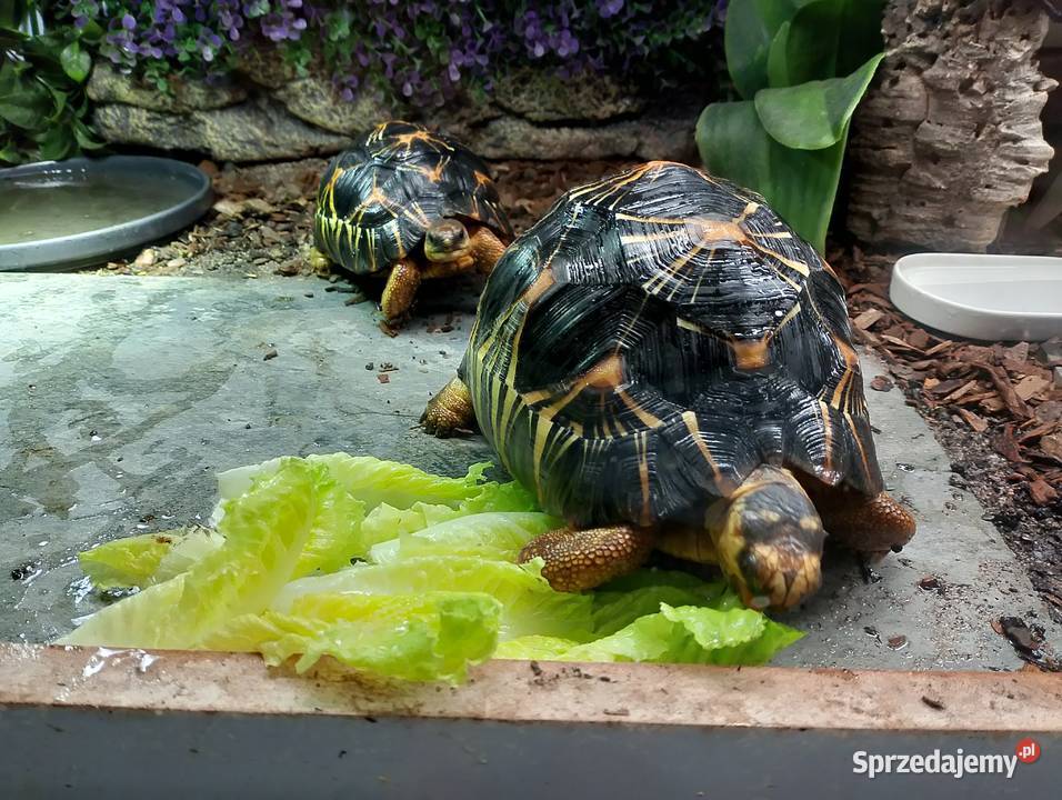 3 poziome terrarium z 2 żółwiami Promienistymi i Białystok sprzedam