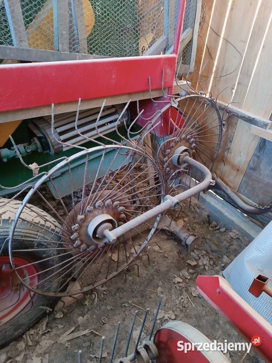 Grabarka gwiazdowa Swoszowa