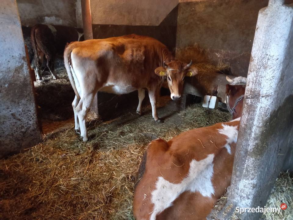 Jałówka Krowa Mleczna Jersey Szydłów