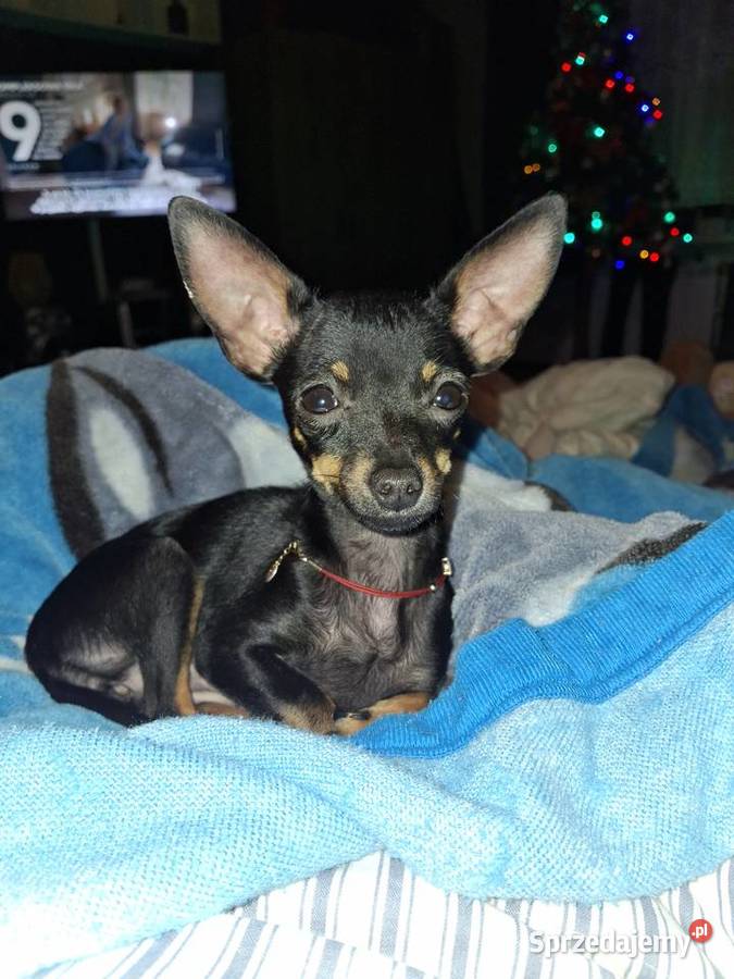 Sunia lola pinczer miniaturowy Jasło