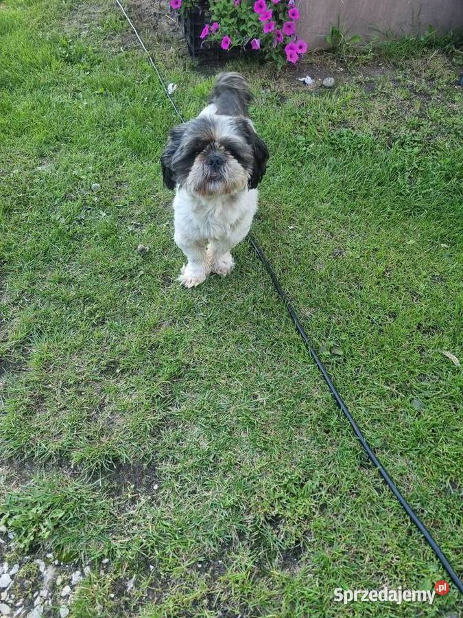 Shih tzu reproduktor Busko-Zdrój