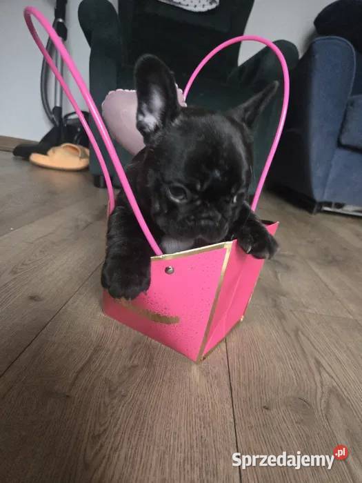 Buldog Francuski Energetyczna Gloria z Rodowodem Łódź