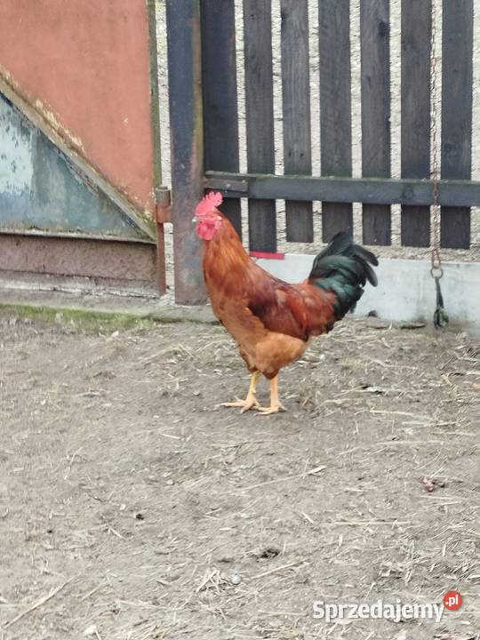 Kogut koguty Choszczówka Dębska