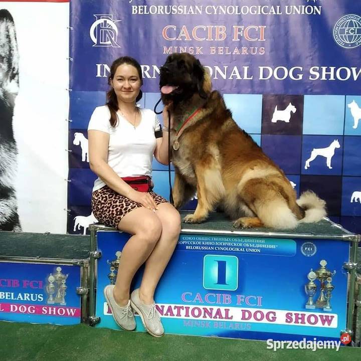 Leonberger szczeniaki sprzedam