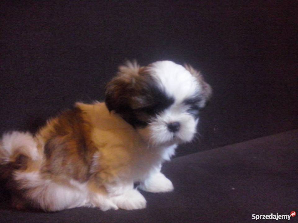 Szczeniaki Shihtzu Shih tzu Szitsu sprzedam