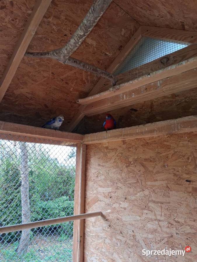 Rozelle królewskie Makowiec