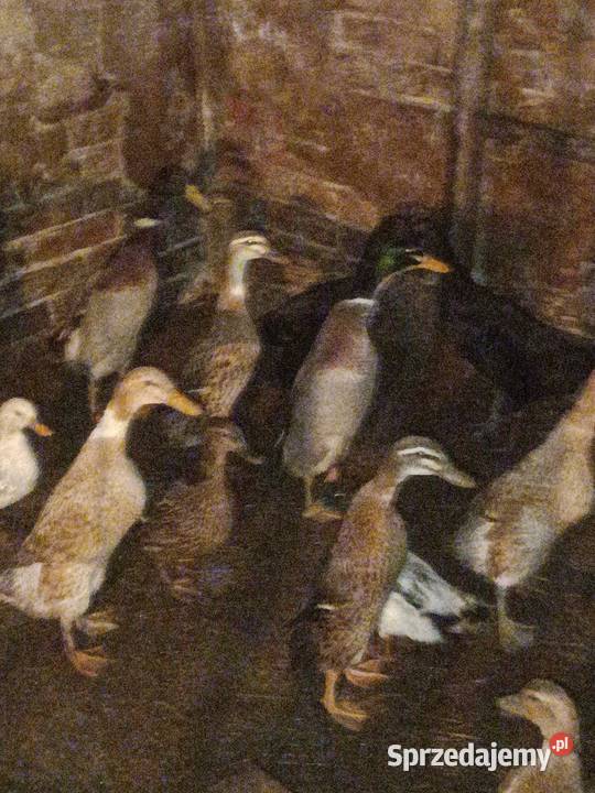 Kaczki bingusy Bobrowa sprzedam