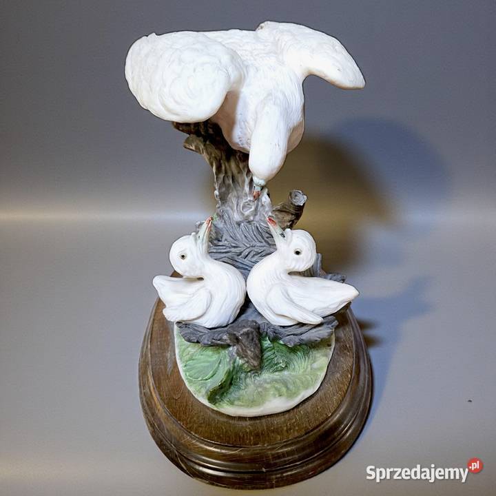 Gołębica karmiąca pisklęta biskwit Daz Pardo O