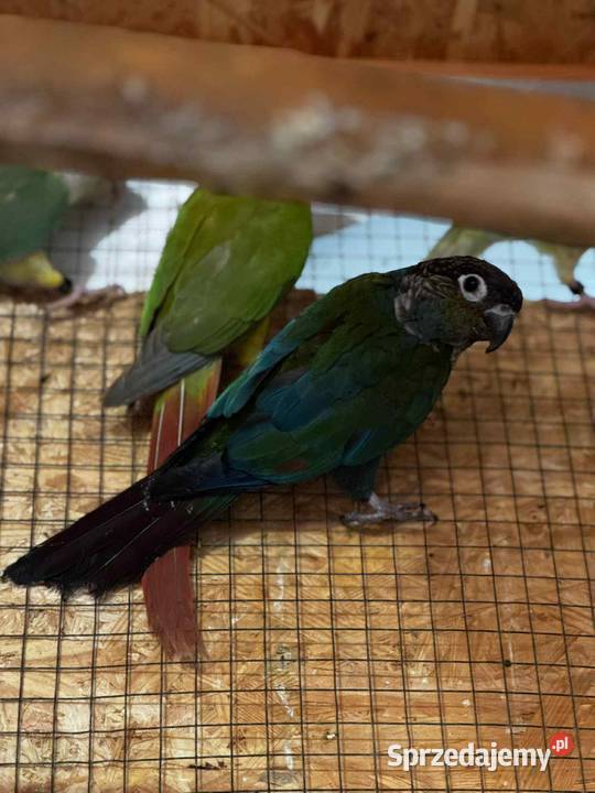 Rudosterka zielonolica śląskie Gliwice