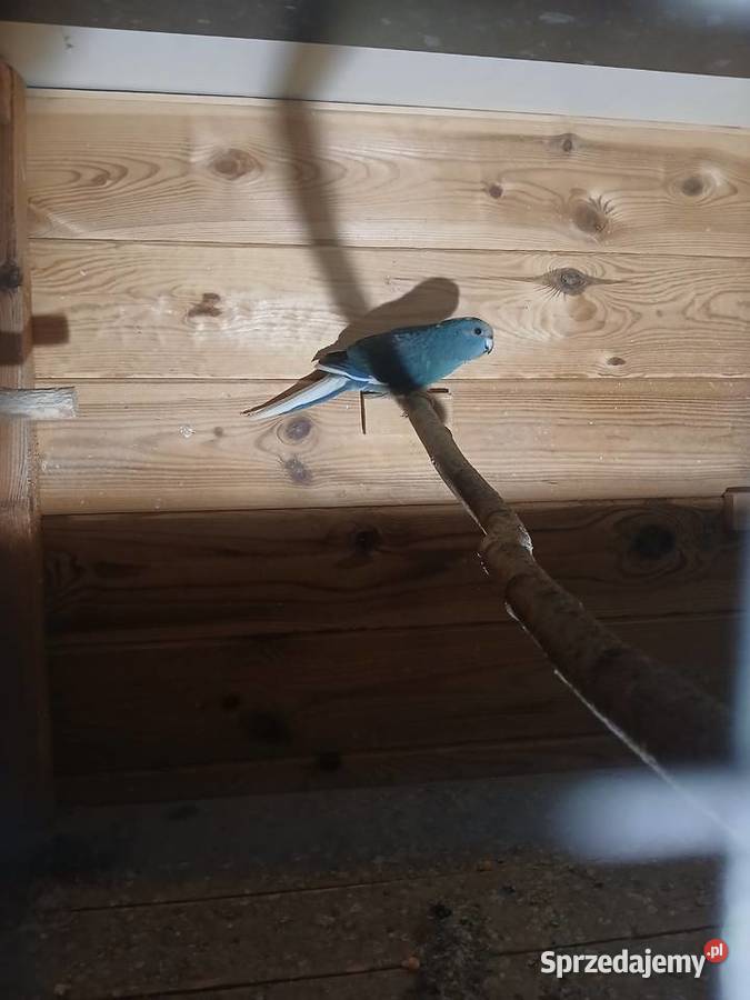 Papuga koza mondrolotka kolorowa mazowieckie Goździk