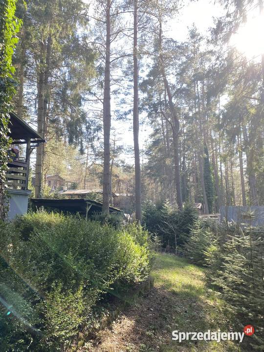 Domek jeziorem w lesie ogródek