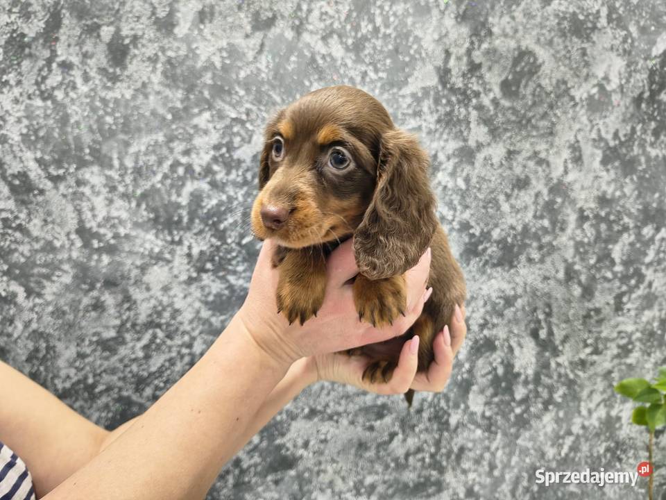 Jamnik długowłosy miniaturowy gold gen kremowy Żychlin sprzedam