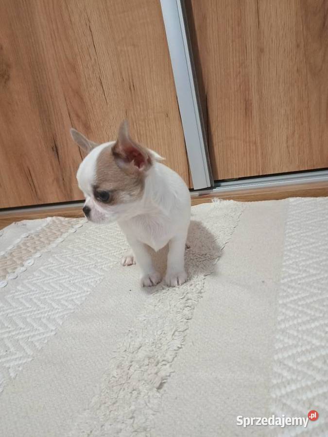 Chihuahua piękny chłopczyk łódzkie Kleszczów