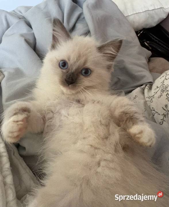 Odchowana dziewczynka Ragdoll nauczona czystości mazowieckie Warszawa sprzedam