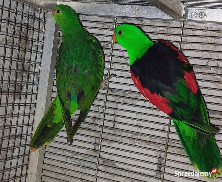 Papugi rozele królewskie alexandrety Wodzisław Śląski