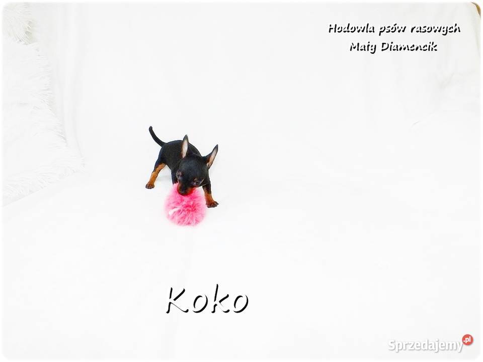 Ultra MINI Sunia KOKO Pinczer miniaturowy Żary sprzedam