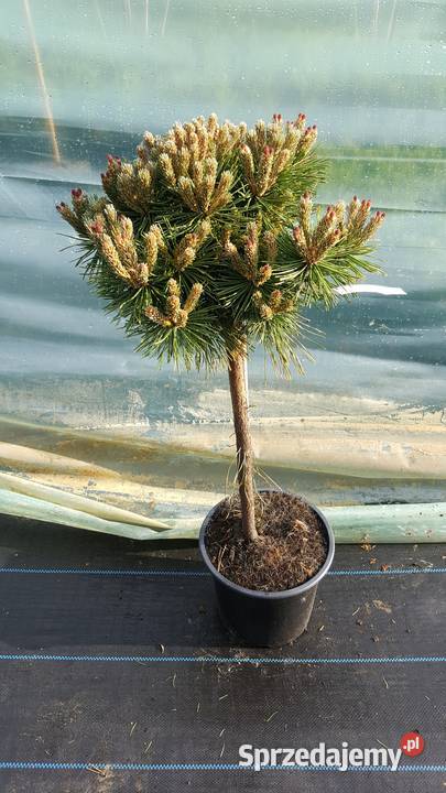 Sosna bośniacka drobnokwiatowa górska Simoradz sprzedam