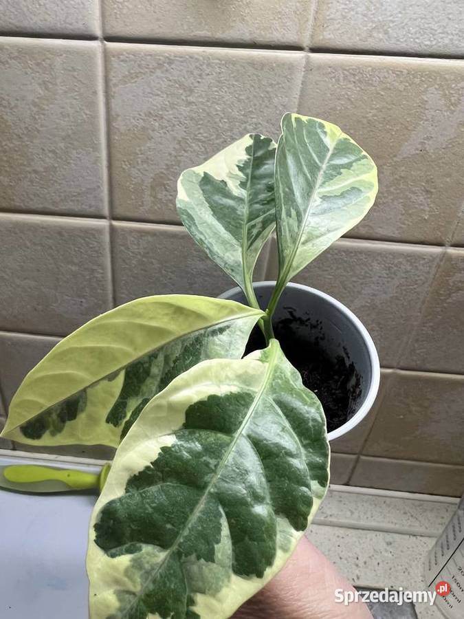 Pseuderanthemum roślina doniczkowa Warszawa