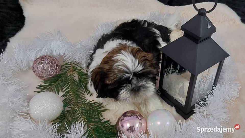 Piękny piesek shih tzu dolnośląskie Brzeg Dolny