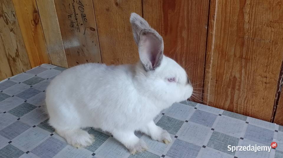 Samiec Kalifornia Czarzyzna