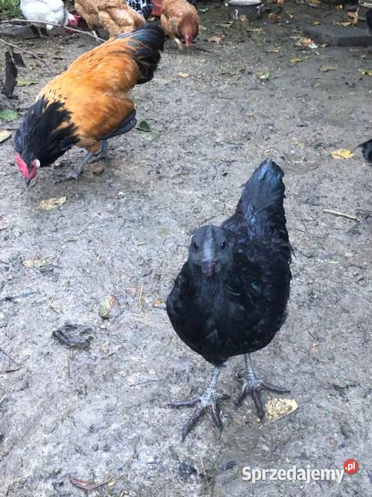 Kury i koguty Ayam Cemani koguty Vorwerk Zwierzęta Sędziszów Małopolski