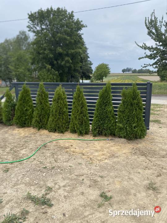 Tuja szmaragd Krzczonów-Wójtowstwo sprzedam