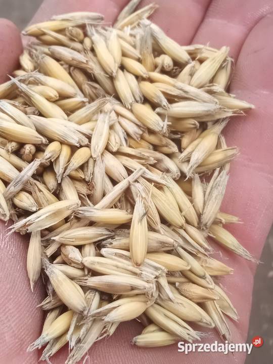 Owies z jęczmieniem Kończyce Małe