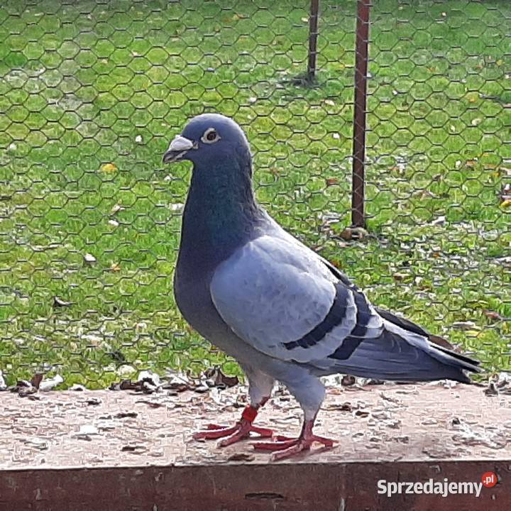 Gołębie pocztowe możliwość wysyłki wojlubelskie Struża