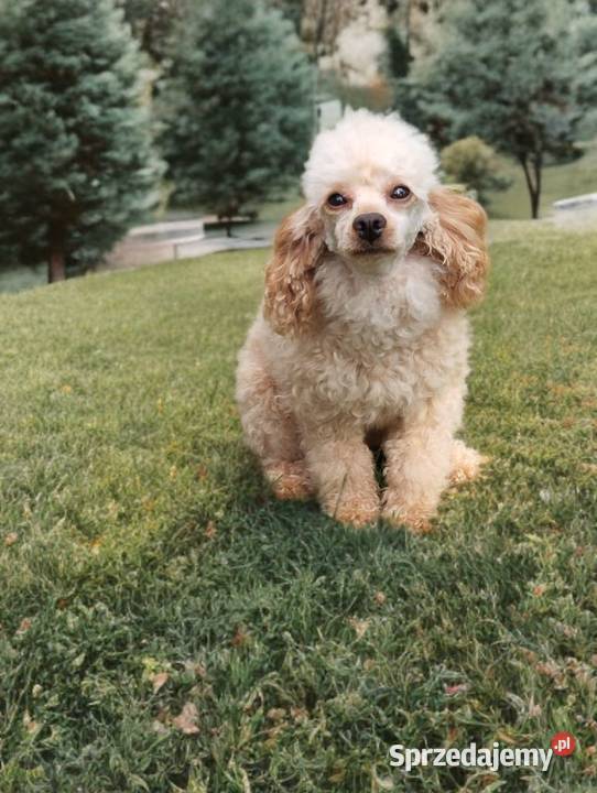 Maltipoo f1b szczeniaki Krapkowice