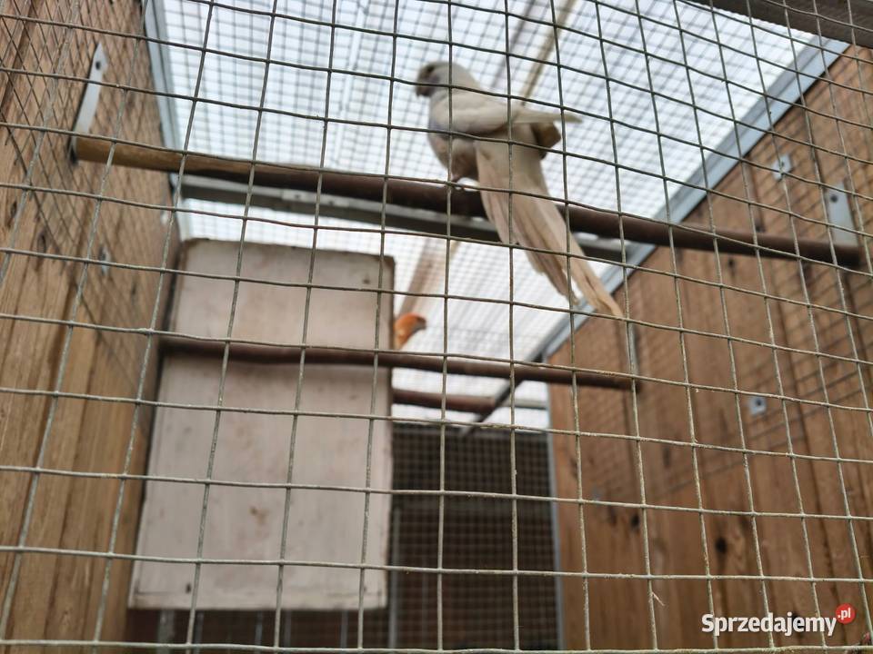 Rozelle Królewskie sprzedam