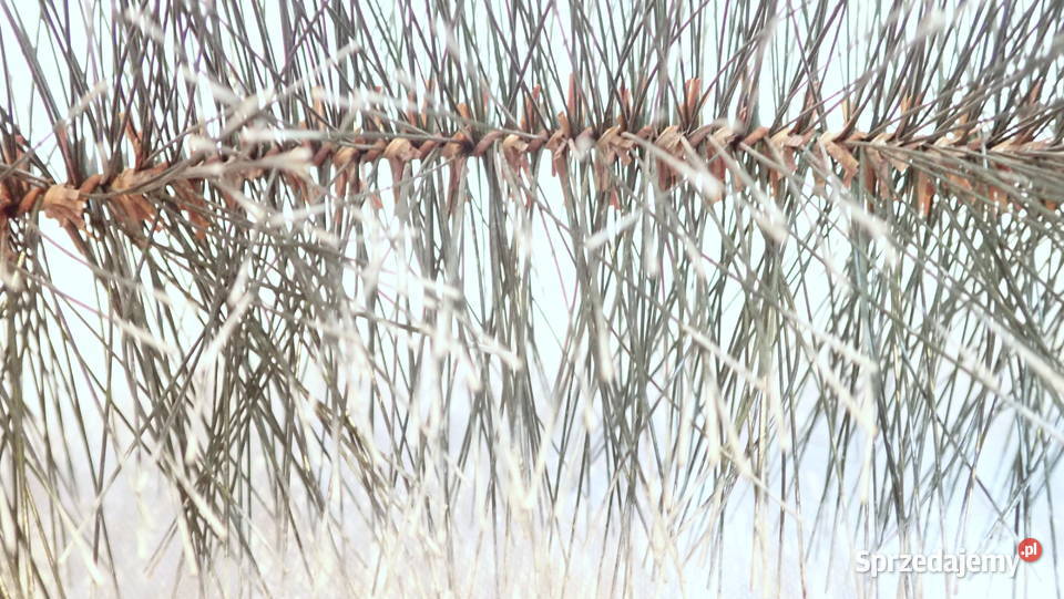 Sztuczna choina baty 44m na stroiki z żyłki śląskie Siewierz sprzedam