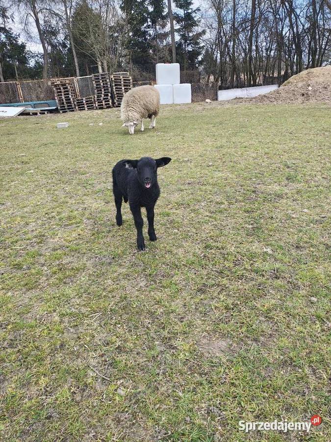 Baranki szukają nowego domu Witkowo Drugie