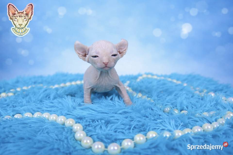 Stinks kanadyjski Sfinks Grodzisk Mazowiecki