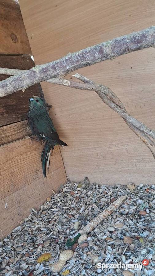 sprzedam papugi kozy Wawrzeńczyce sprzedam