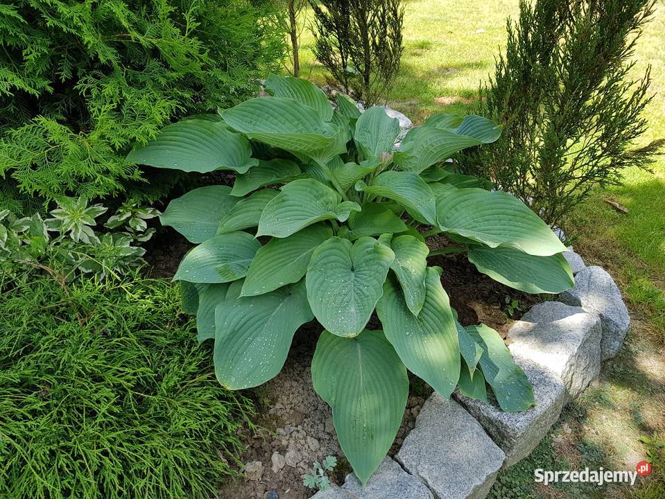 Hosta funkia niebiesko szara Lublin