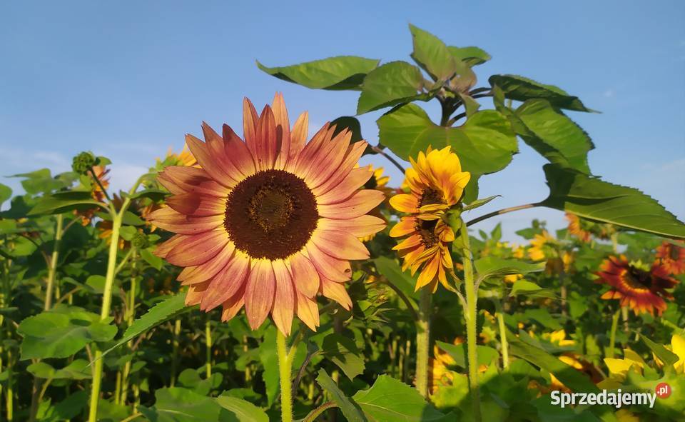 Słonecznik ozdobny nasiona paszport faktura Lublin sprzedam