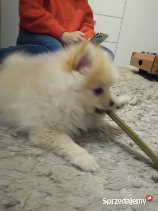 Izzy sunia szpica miniaturowego na sprzedaż