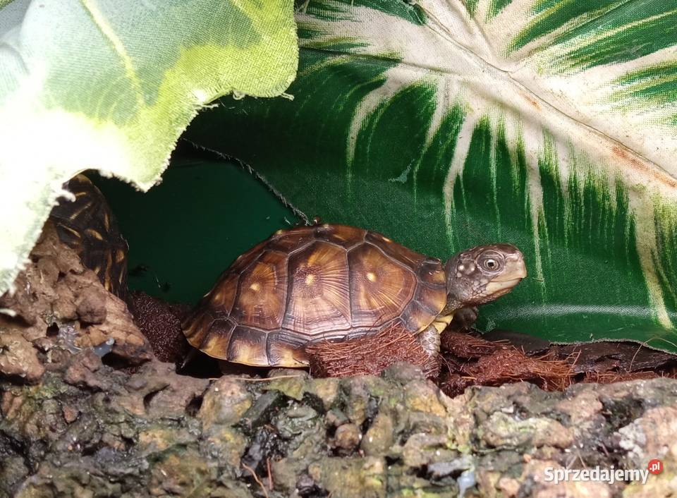 Młode Terrapene carolina triunguis cb2025