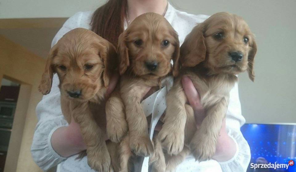cocker spaniel szczeniaki Kłodawa sprzedam