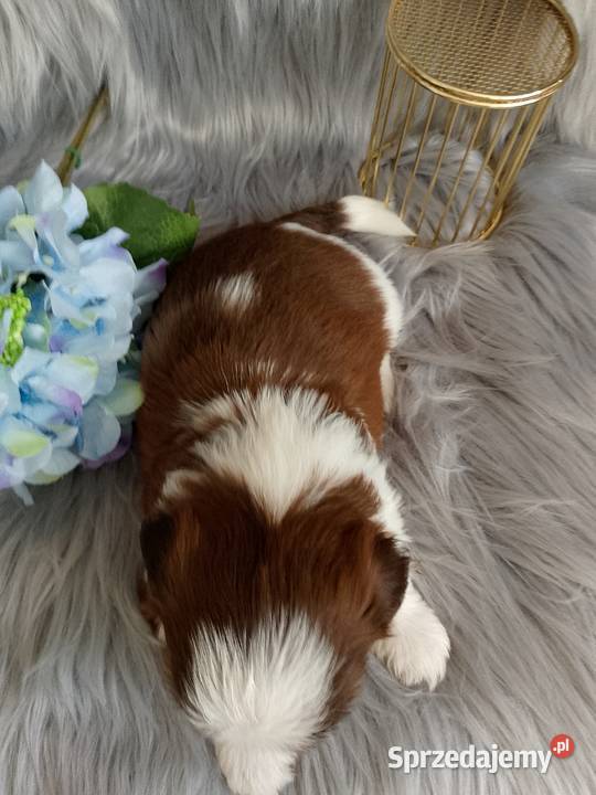 Piekny piesek rasy ShihTzu Namysłów