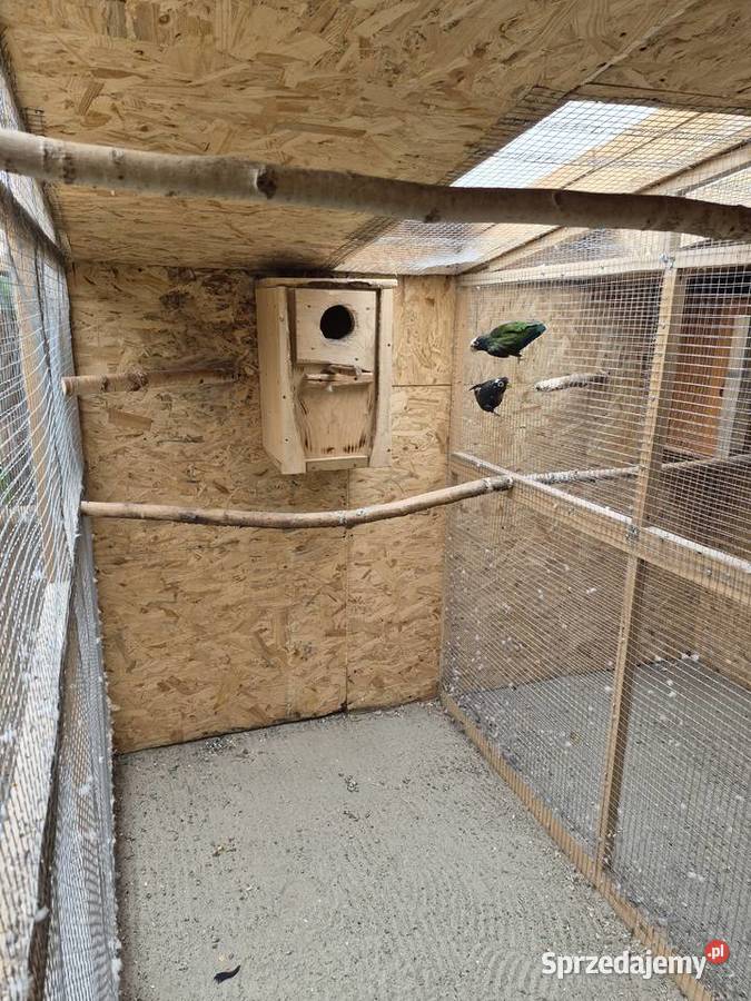 Para ary ararauny sprzedam