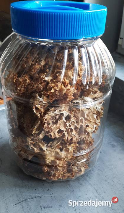 Siedzuń sosnowy suszony Koszalin