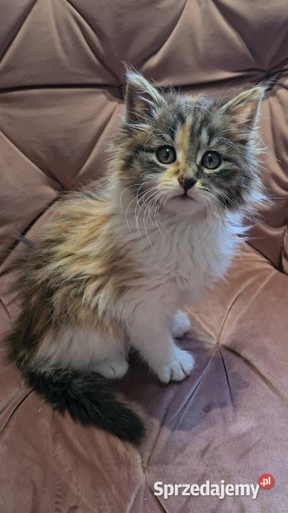 Maine Coon MCO Polesie Mikułowskie