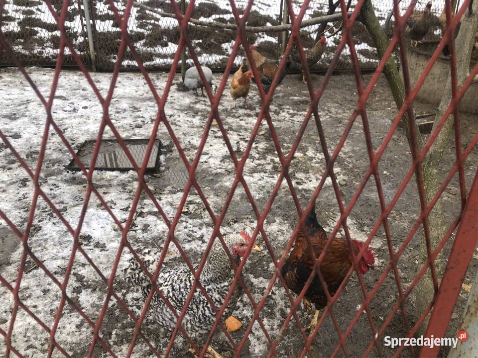 Koguty małopolskie Łososina Dolna sprzedam