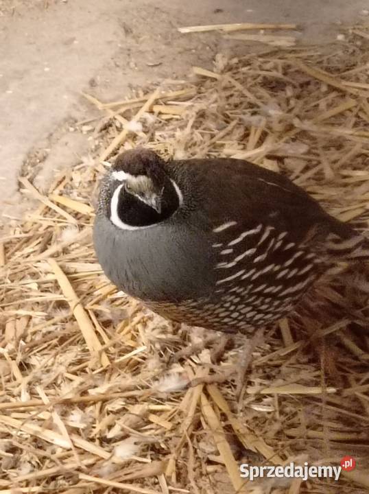 Przepiór kalifornijski Kobylin