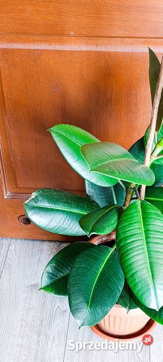 Fikus sprężysty Ficus elastica Robusta sprzedam Poznań