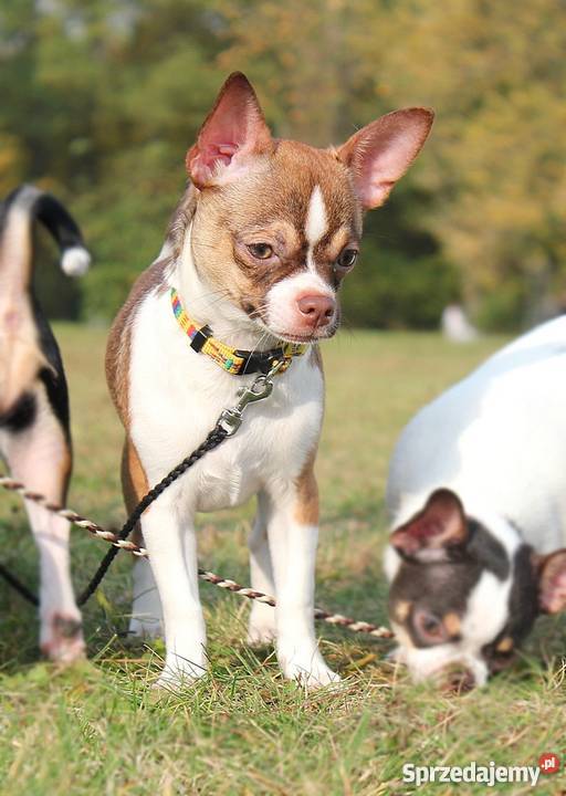Chihuahua z rodowodem ZKwP łódzkie Zgierz